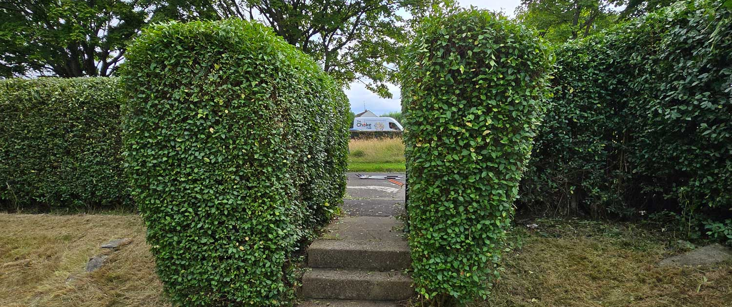 Hedge_Trimming
